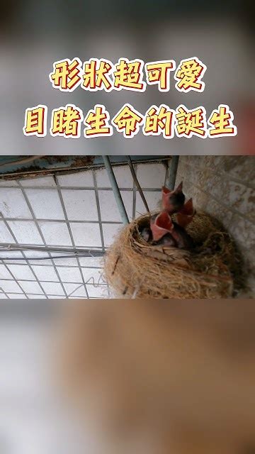 家裡鳥築巢